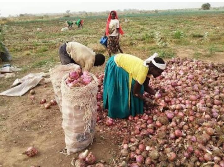 Mora : Le prix de l’oignon en chute libre